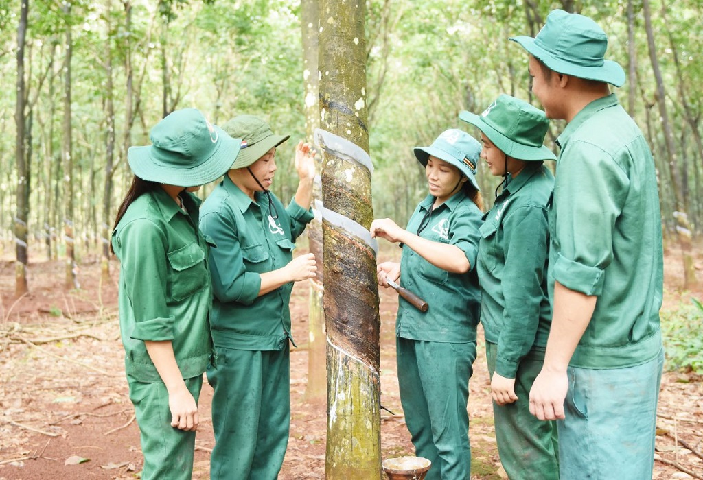  VRG đẩy mạnh thực hiện mô hình quản lý 2 cấp: Bước đi chiến lược trong đổi mới và tinh gọn bộ máy